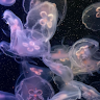charmed_medusae